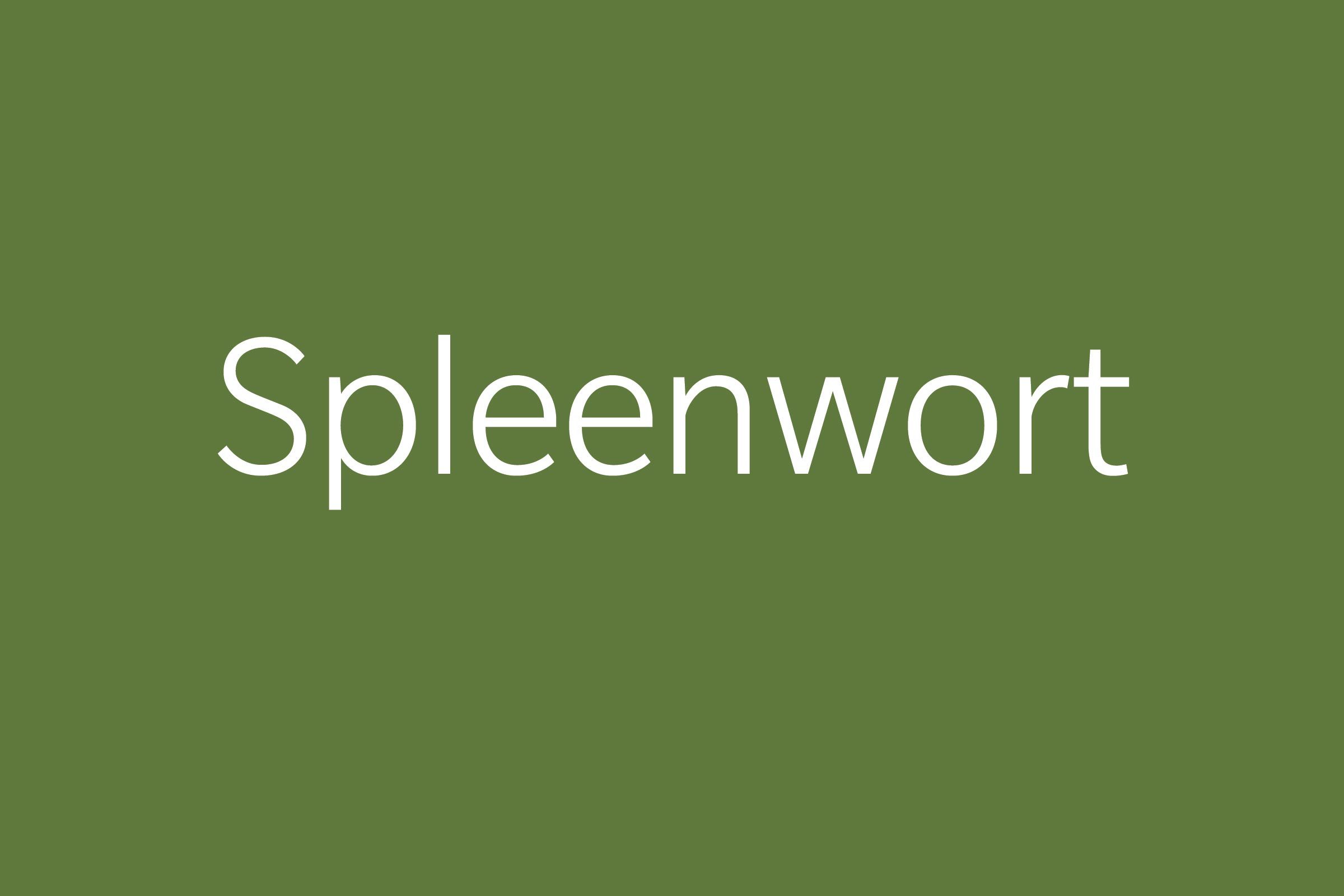 Spleenwort