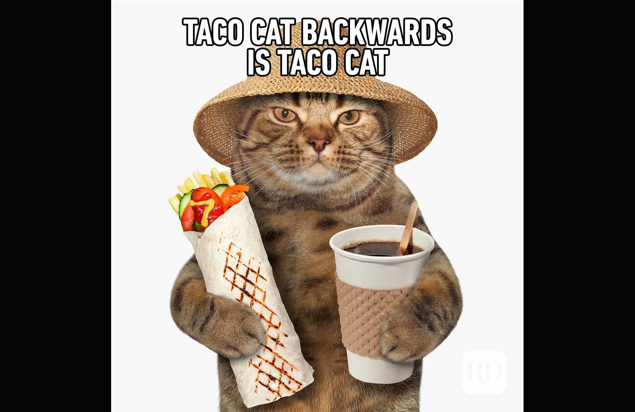 Taco cat