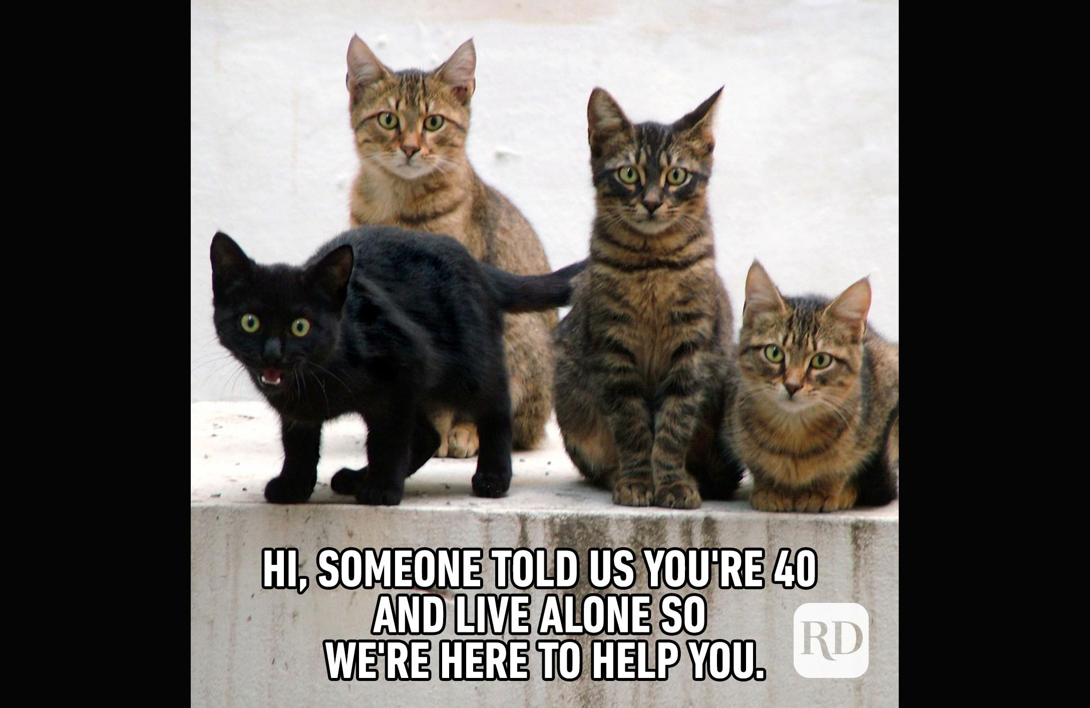 Crazy cat lady