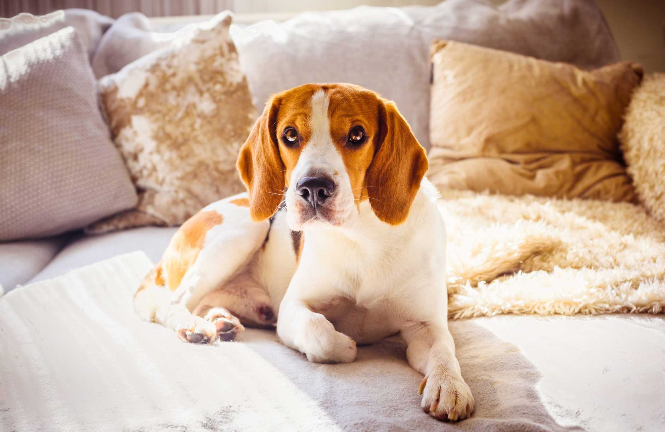 Beagle
