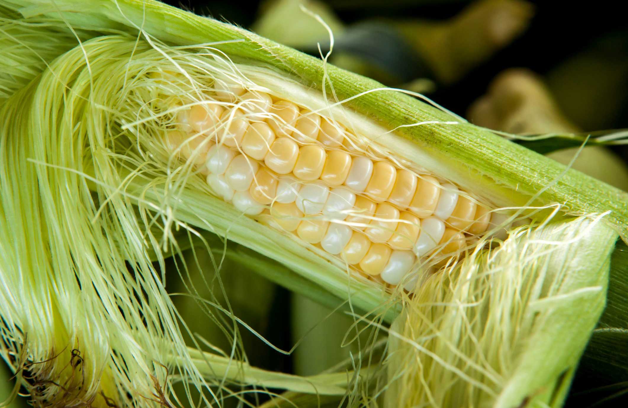 Clean silk from ears of corn