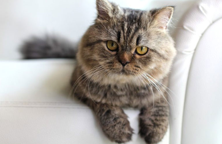 Calling all cat people!