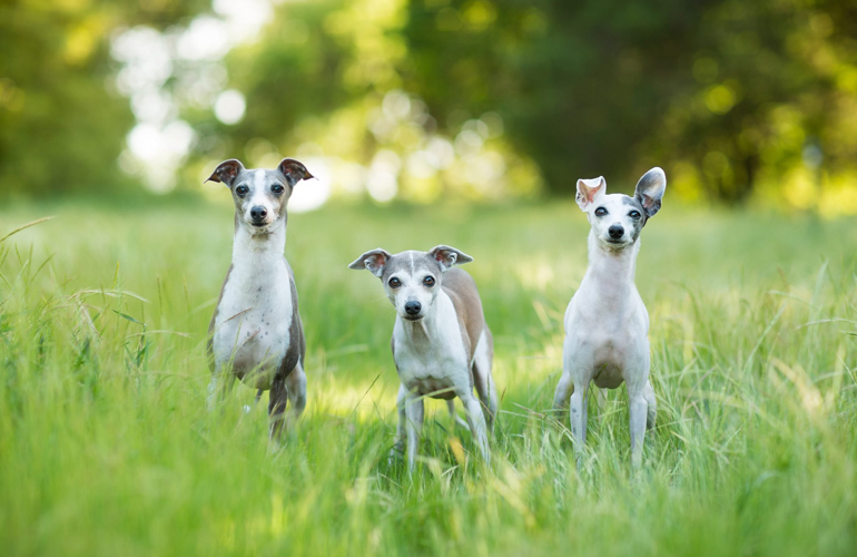 Why do some dog breeds live longer than others?