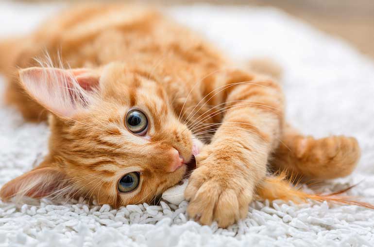 Why has my cat stopped eating?