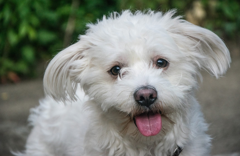 Bichon