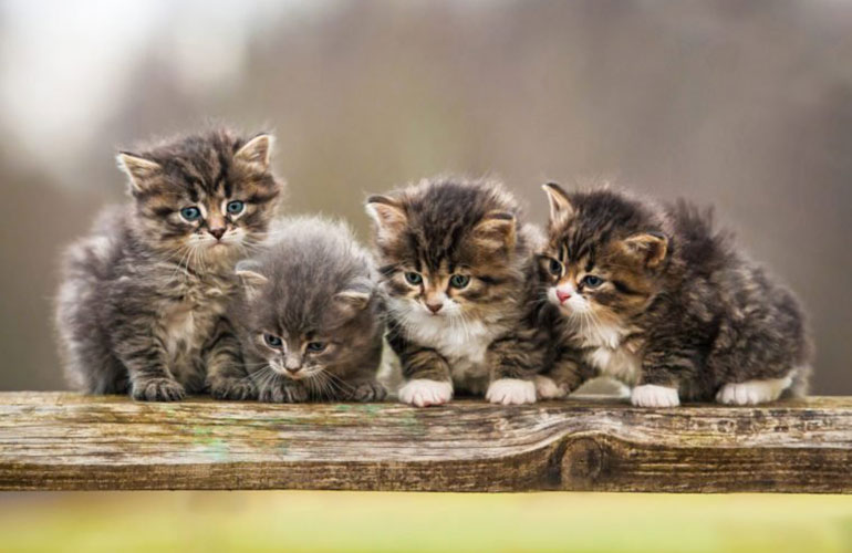 What is a group of kittens called?