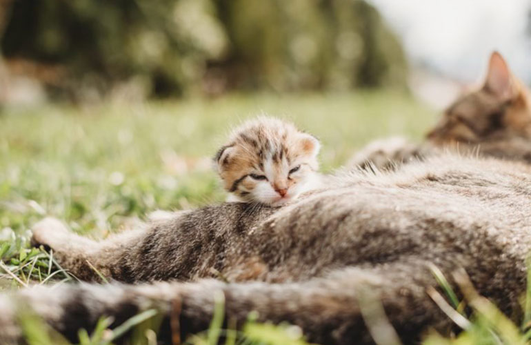 At what age is a cat no longer considered a kitten?