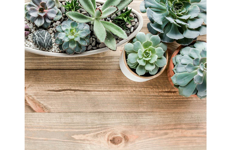 Succulents