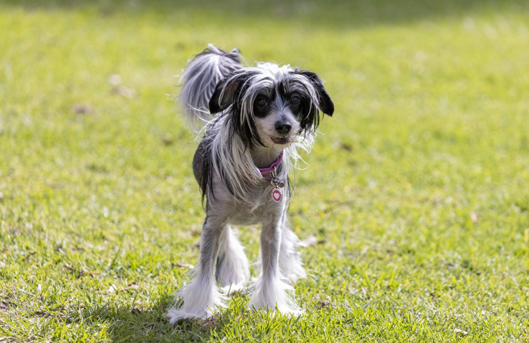 Chinese Crested