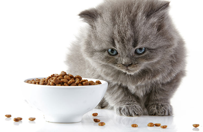 Cat not eating: Changes can cause stress