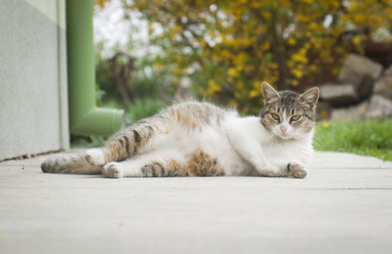 What is the average length of a cat pregnancy?