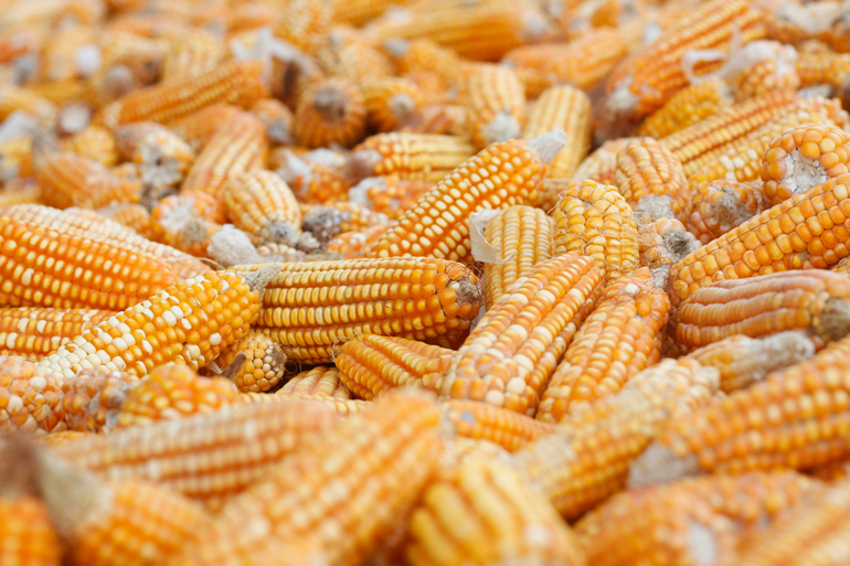 Dried corncobs