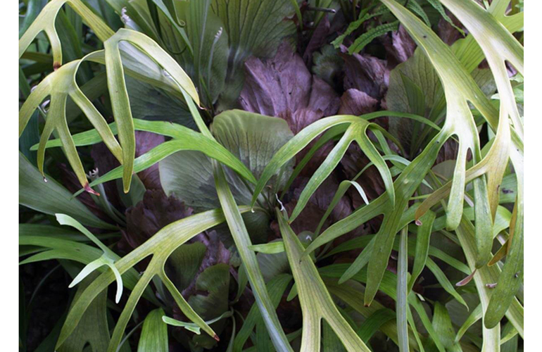 Staghorn Fern