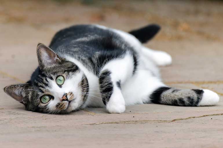 Cat not eating: More serious health problems