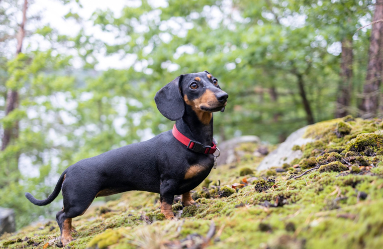 Dachshund
