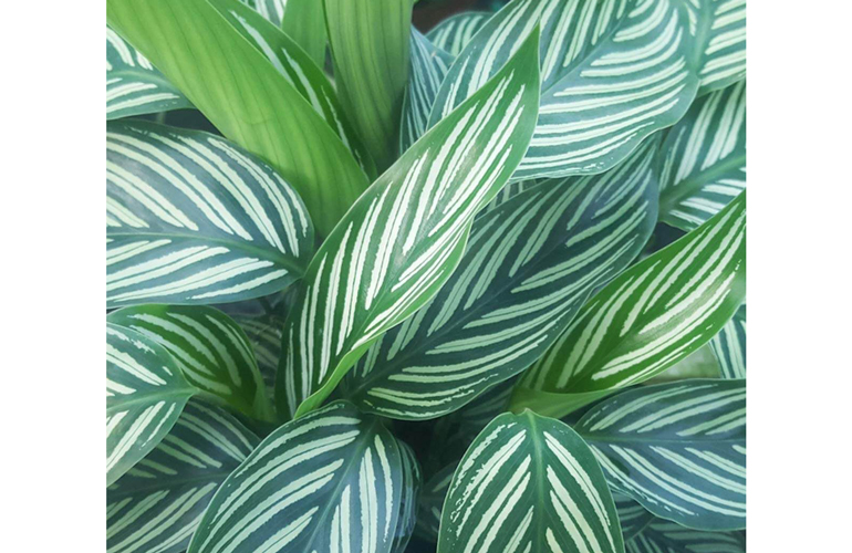 Zebra Plant