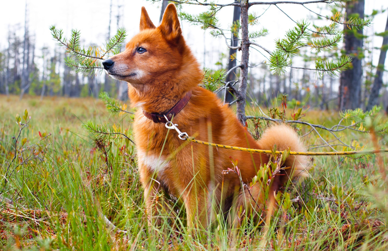 Finnish Spitz