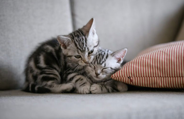 What is the average life span of an indoor, domesticated cat?