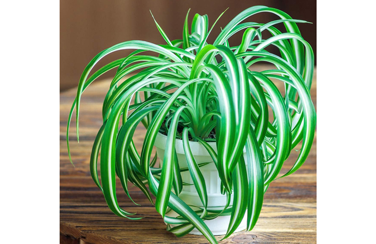 Spider Plant