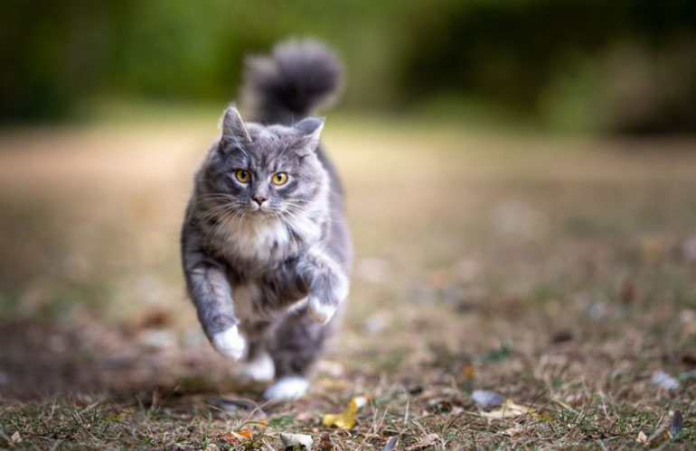 How fast can a domesticated cat run?