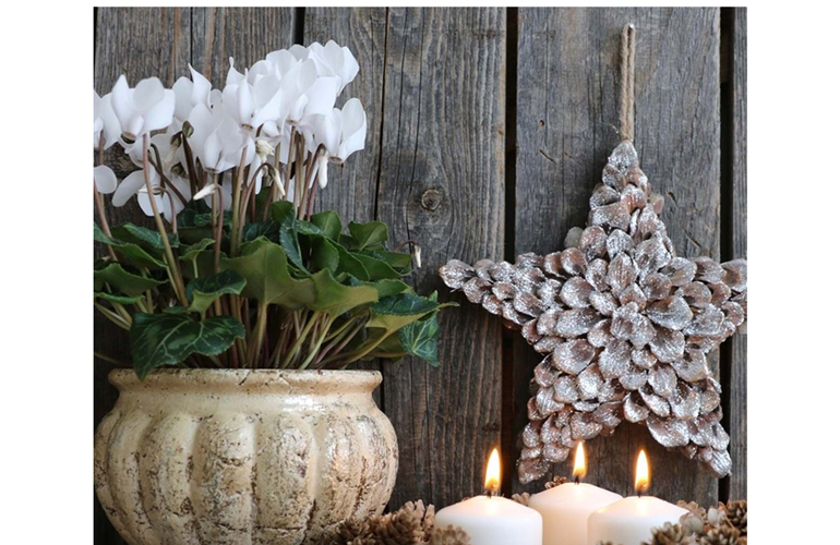Cyclamen