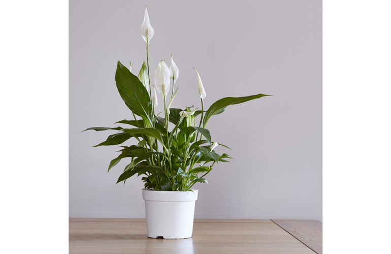Peace Lily