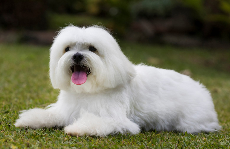 Maltese