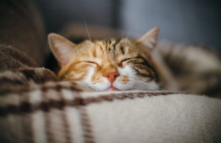 True or false: cats are nocturnal creatures
