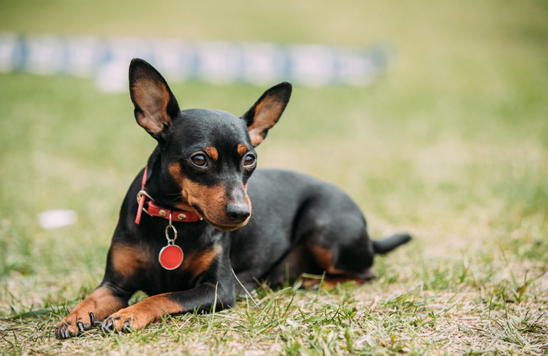 Miniature Pinscher