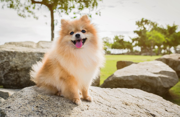 Pomeranian