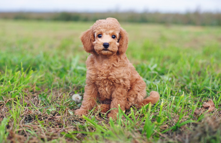 Poodle (toy)