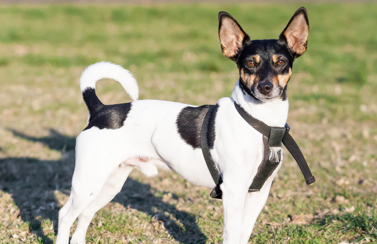 Rat Terrier