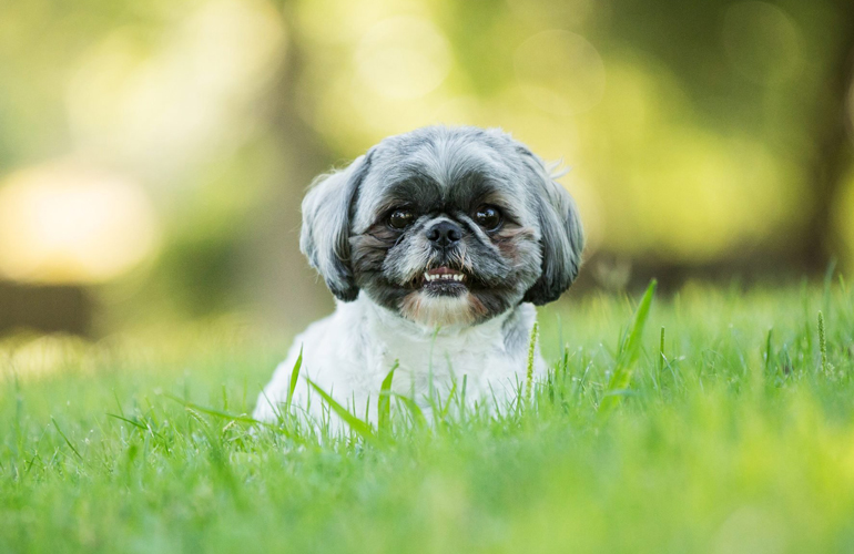 Shih Tzu