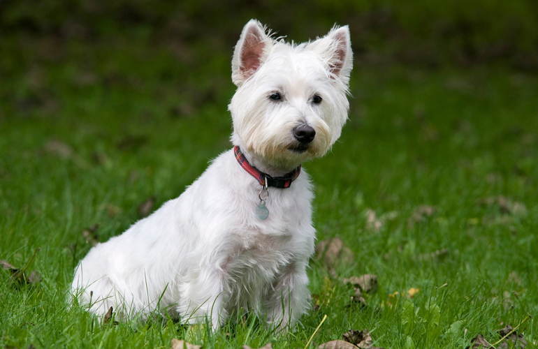 West Highland White Terrier