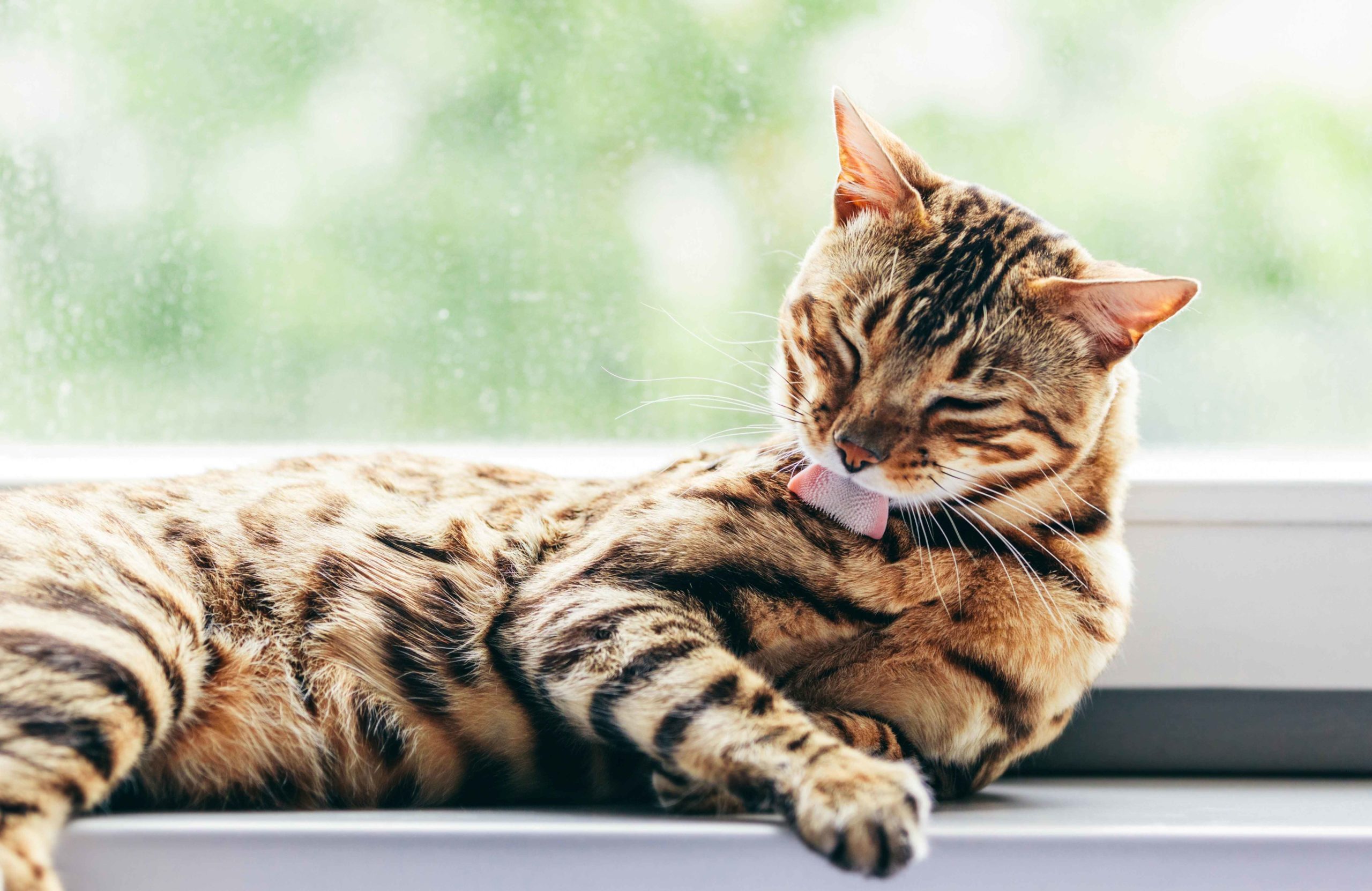 Grooming remains a top priority