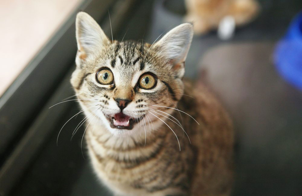They emit a high-pitched purr or chirp