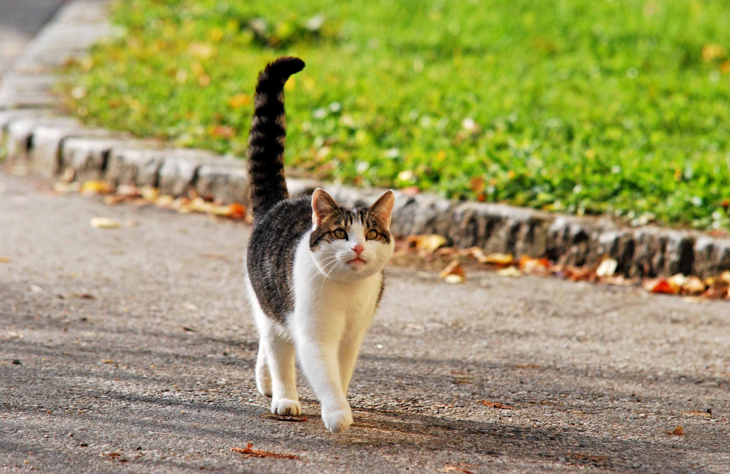 Their tail is in the ‘question mark’ position