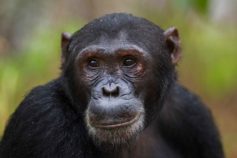 chimpanzee headshot