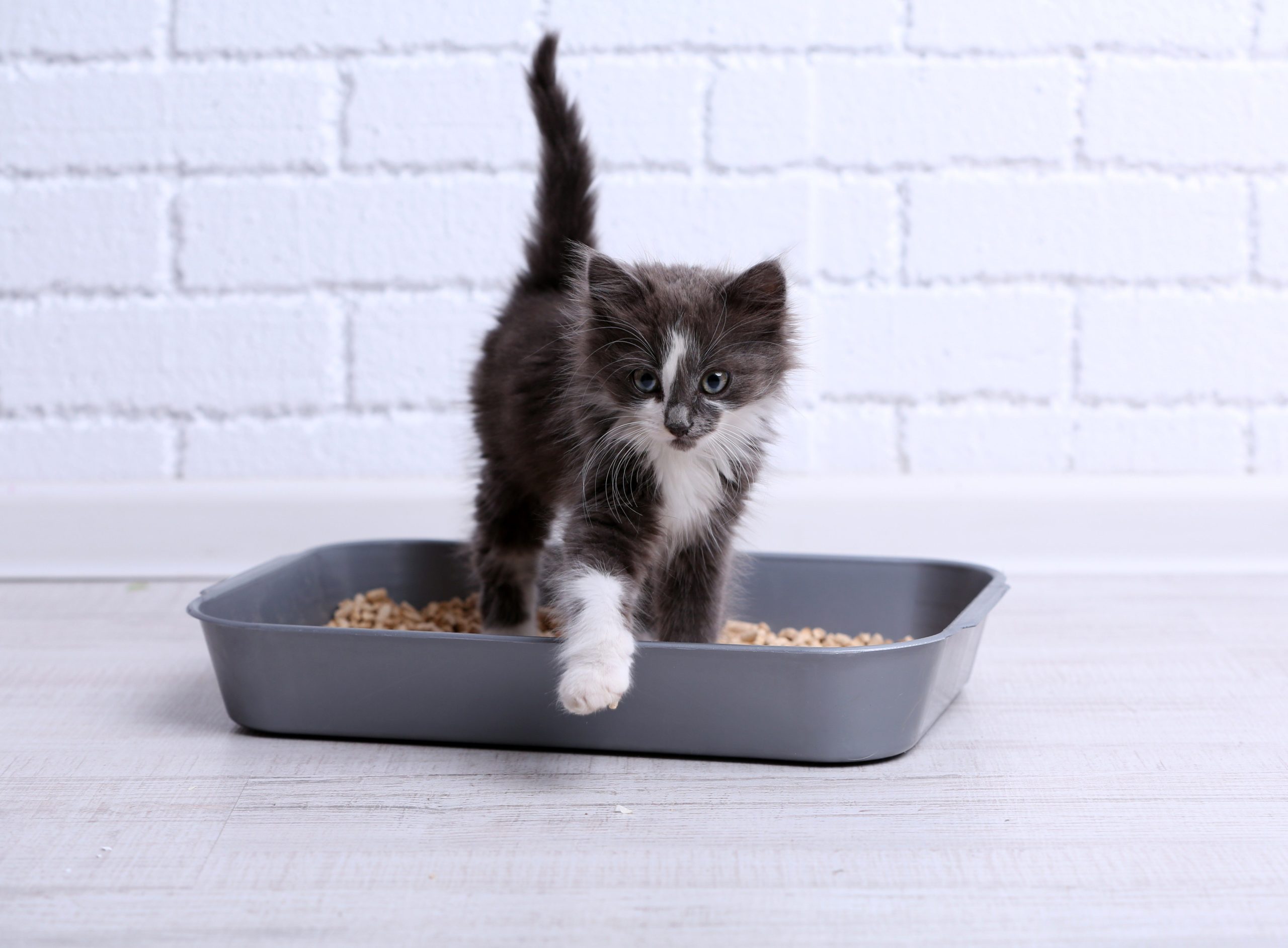 All’s well with the litter box