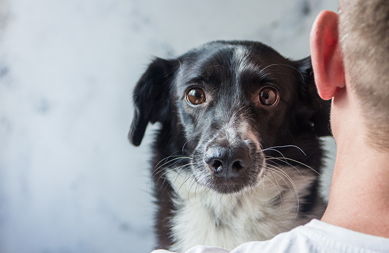 Inside dogs' brains