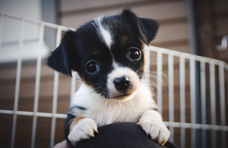 Doggone good health