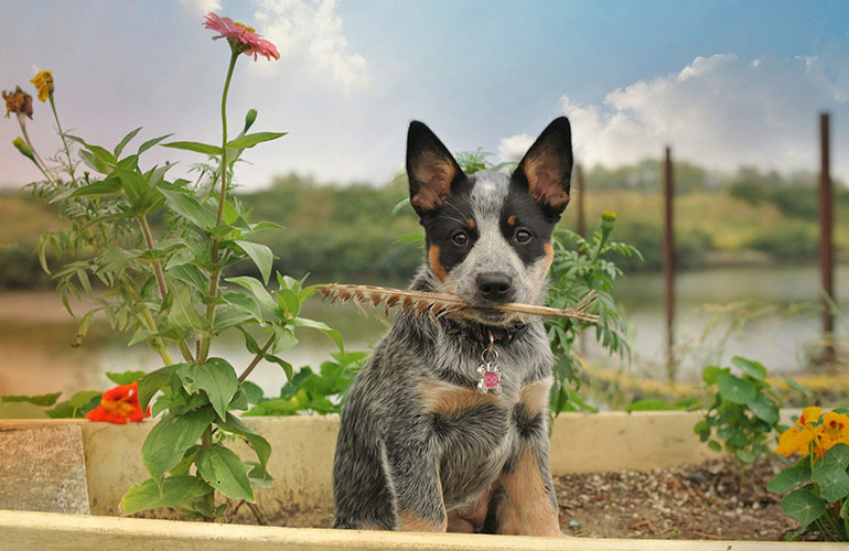 Australian cattle dog