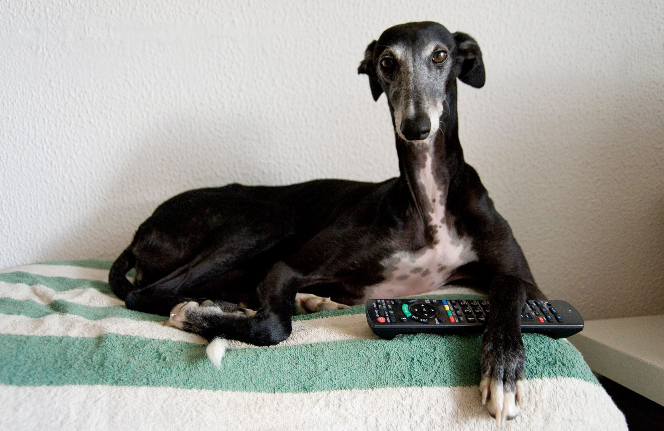 Greyhound