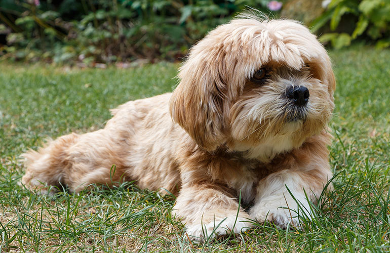 Lhasa Apso
