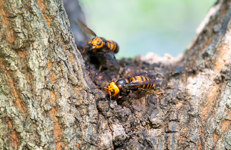 Murder hornets appeared in the United States