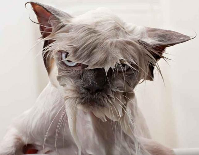 Do cats actually need to be bathed?