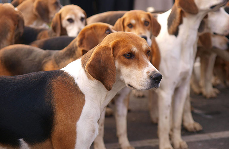 English foxhound