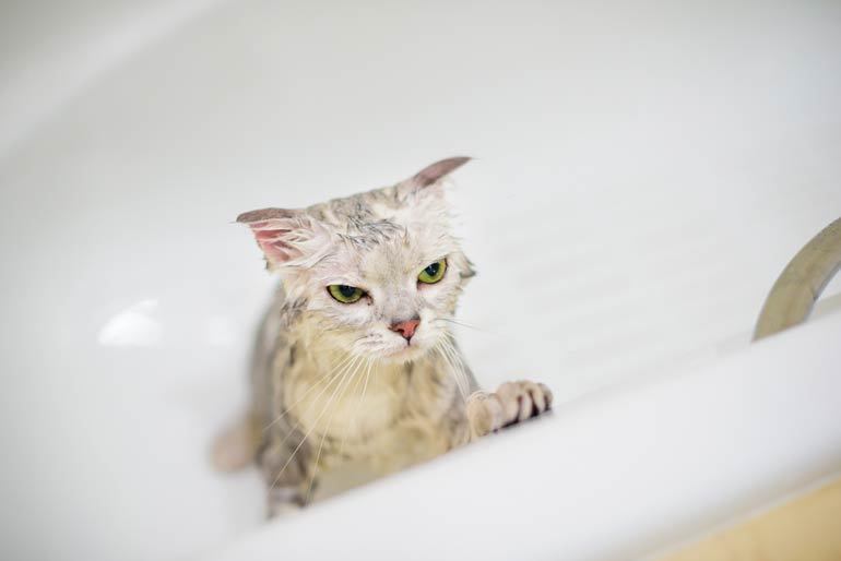 How often should you bathe your cat?