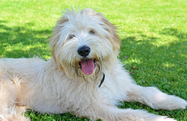 Pyrenean shepherd