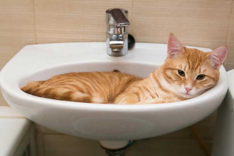 How do cats clean themselves?